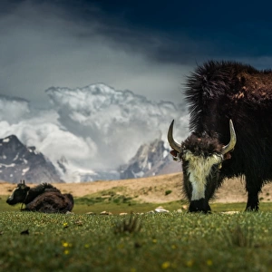 Yak feeding at Tibetan plateau