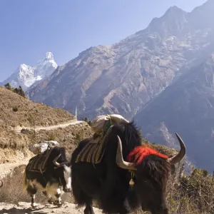 Yak Print on Rural Hillside Trail