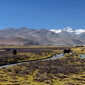 Yak with Tibet Landscape Scene