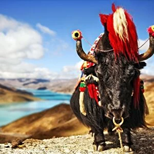 Yak in traditional Tibetan Garments by Lake