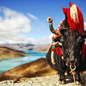 Yak in Traditional Tibetan Garments by Lake Print Yak in Traditional Tibetan Garments by Lake Print