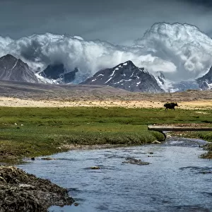 Yak walk along Tibetan plateau