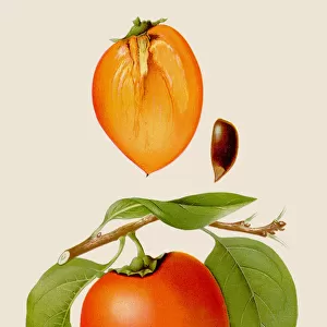 Yama tsuru fruit illustration 1891
