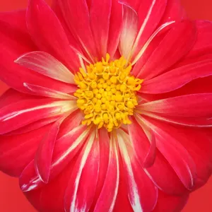Yankee Doodle Dandy Dahlia (Collerette dahlia) Yankee Doodle Dandy Dahlia (Collerette dahlia)