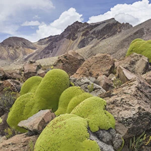 Yareta or Llareta cushion plant -Azorella compacta-, Putre, Arica and Parinacota Region, Chile