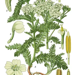 yarrow