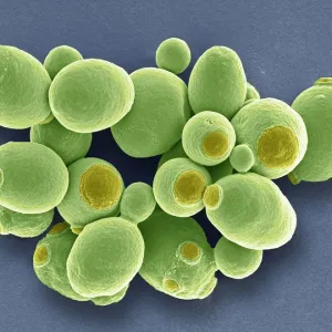 Yeast cells, SEM