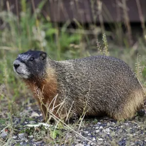 Yellow-bellied marmot print, Yellowstone National Park Yellow-bellied marmot print, Yellowstone National Park