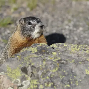 Yellow-bellied marmot (Marmota flaviventris) also known as rock chuck, hiding behind a stone, Yellowstone National Park, Wyoming, United States of America, USA Yellow-bellied marmot (Marmota flaviventris) also known as rock chuck, hiding behind a stone, Yellowstone National Park, Wyoming, United States of America, USA