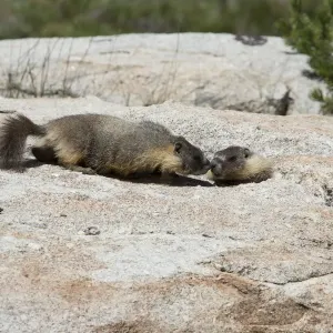 Yellow-bellied marmots -Marmota flaviventris-, Yosemite National Park, California, United States Yellow-bellied marmots -Marmota flaviventris-, Yosemite National Park, California, United States