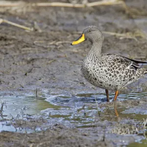 Yellow-billed duck Print, Wilderness National Park Yellow-billed duck Print, Wilderness National Park