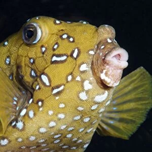 Yellow boxfish -Ostracion cubicus-, Red Sea, Egypt, Africa