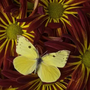 Yellow butterfly close up Yellow butterfly close up