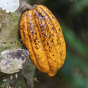 Yellow cacao fruit -Theobroma cacao-, Kumily, Kerala, India