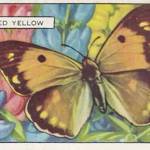 Yellow Clouded Butterfly, Butterflies and Moths series, Gallaher Collectible Tobacco Card, 1938 Yellow Clouded Butterfly, Butterflies and Moths series, Gallaher Collectible Tobacco Card, 1938