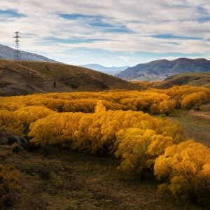 Yellow color leaves in autumn, South Island, New Zealand