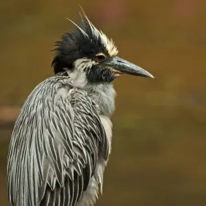 Yellow-crowned night heron up close Yellow-crowned night heron up close