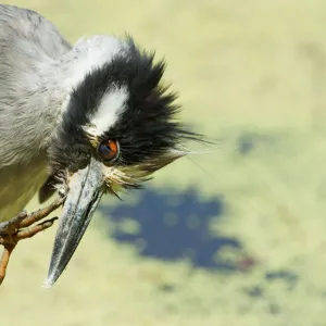 Yellow-crowned night heron preening