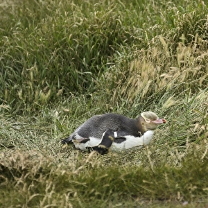 Yellow-eyed Penguin or Hoiho -Megadyptes antipodes- with a tag on its wing, standing upright, Moeraki, South Island, New Zealand