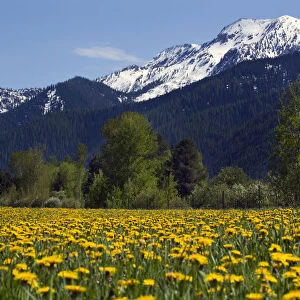 Yellow flower farm near Glacier National Park, Montana, USA