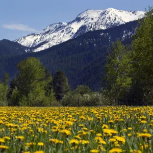 Yellow flower farm near Glacier National Park, Montana, USA