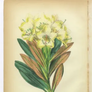 Yellow-Flowered Rhododendron Victorian Botanical Illustration