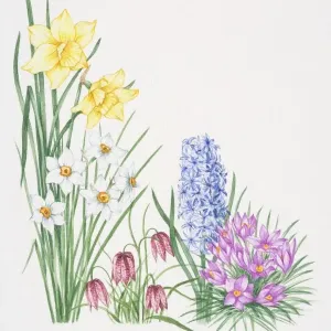 Fiori gialli di Daffodil che si ergono sopra fiori bianchi di Narciso, fiori a testa pendente violaceo di Fritillaria, capolini blu di Giacinto e petali porpora rivolti verso l'alto del Croco Cerise. Fiori gialli di Daffodil che si ergono sopra fiori bianchi di Narciso, fiori a testa pendente violaceo di Fritillaria, capolini blu di Giacinto e petali porpora rivolti verso l'alto del Croco Cerise.