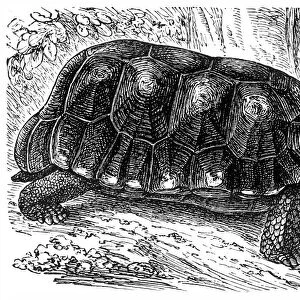 The yellow-footed tortoise (Chelonoidis denticulata)