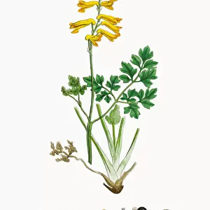 Yellow Fumitory, Corydalis Lutea, Victorian Botanical Illustration, 1863