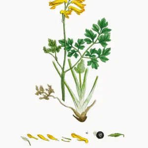 Yellow Fumitory, Corydalis Lutea, Victorian Botanical Illustration, 1863