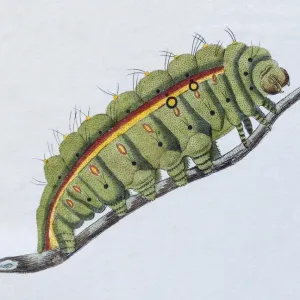 Yellow-green caterpillar, (Phalaena Bombyx Paphia), hand-colored copper engraving Yellow-green caterpillar, (Phalaena Bombyx Paphia), hand-colored copper engraving