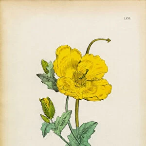 Yellow Horn Poppy, Glaucium luteum, Victorian Botanical Illustration, 1863