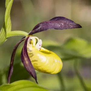 Yellow Ladys Slipper Orchid Print, Meissner Natural Park, Hesse Yellow Ladys Slipper Orchid Print, Meissner Natural Park, Hesse