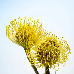 Yellow Leucospermum Print Yellow Leucospermum Print