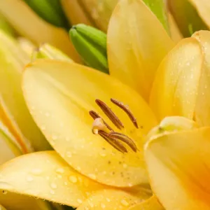 Yellow lilies -Lilium-, trumpet lilies, Germany, Europe Yellow lilies -Lilium-, trumpet lilies, Germany, Europe