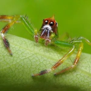 Yellow lined Epeus Yellow lined Epeus