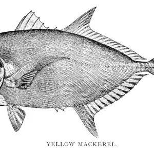 Yellow mackerel engraving 1898 Yellow mackerel engraving 1898