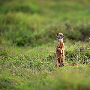 Yellow Mongoose -Cynictis penicillata-, adult standing upright, alert, Addo Elephant National Park, Eastern Cape, South Africa