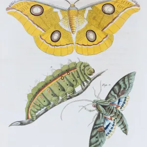 Yellow Moth and Gaudy Sphinx Print