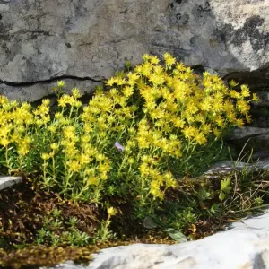 Yellow Mountain Saxifrage Print, Toggenburg Switzerland Yellow Mountain Saxifrage Print, Toggenburg Switzerland