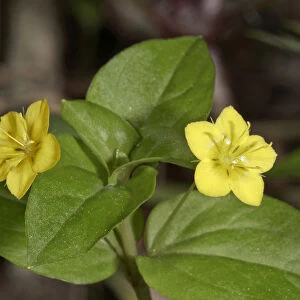 Yellow Pimpernel -Lysimachia nemorum-, Untergroningen, Abtsgmuend, Baden-Wurttemberg, Germany