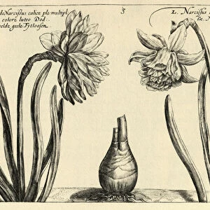 Yellow pseudonarcissus and Pseudonarcissus, Wild daffodil, Botanical print