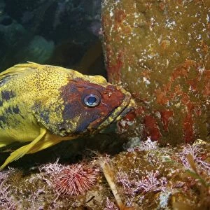 Yellow Rockfish or Three-stripe Rockfish -Sebastes trivittatus-, Japan Sea, Primorsky Krai, Russian Federation, Far East