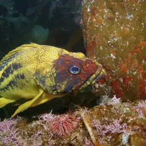 Yellow Rockfish or Three-stripe Rockfish -Sebastes trivittatus-, Japan Sea, Primorsky Krai, Russian Federation, Far East Yellow Rockfish or Three-stripe Rockfish -Sebastes trivittatus-, Japan Sea, Primorsky Krai, Russian Federation, Far East