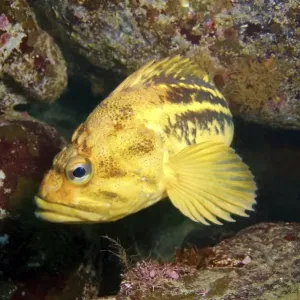 Yellow Rockfish or Three-stripe Rockfish -Sebastes trivittatus-, Sea of Japan, Far East, Primorsky Krai, Russian Federation, Sea of Japan, Russia Yellow Rockfish or Three-stripe Rockfish -Sebastes trivittatus-, Sea of Japan, Far East, Primorsky Krai, Russian Federation, Sea of Japan, Russia