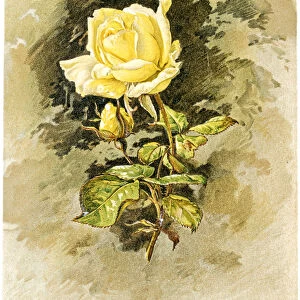 Yellow rose 19 century illustration