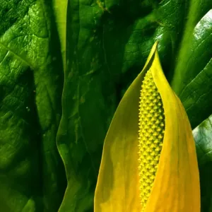 Yellow Skunk Cabbage Print, Tongass NF, Alaska Yellow Skunk Cabbage Print, Tongass NF, Alaska