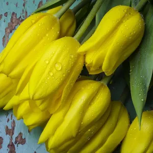 Yellow Spring Tulips Print on Weathered Green Board Surface