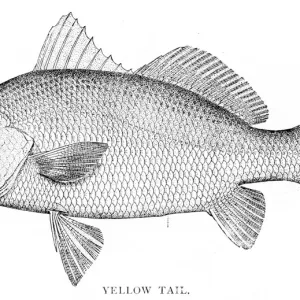 Yellowtail Fish Engraving Print, 1898 Yellowtail Fish Engraving Print, 1898