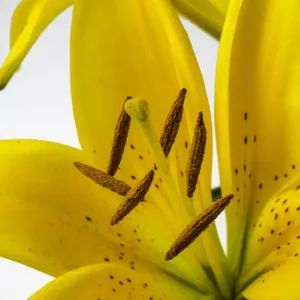 Yellow Tiger Lily Yellow Tiger Lily